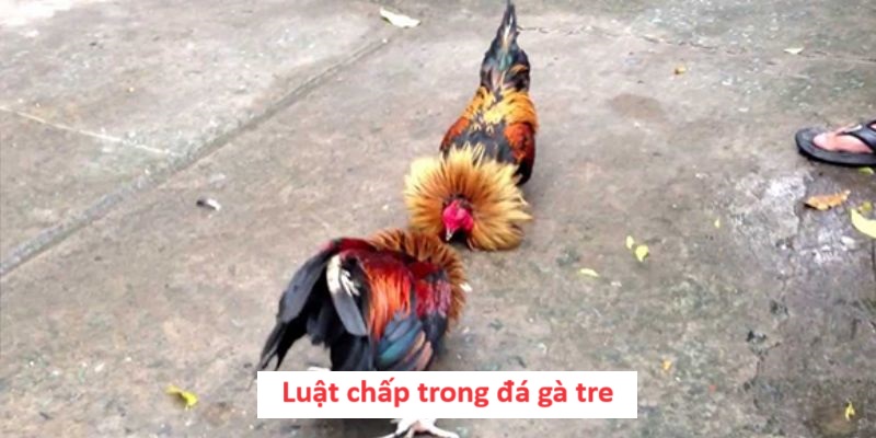 Luật chấp trong đá gà tre